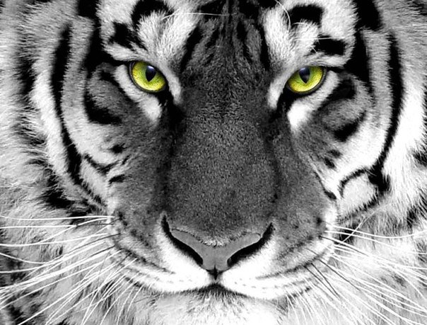 белый тигр - тигр, хищники - оригинал