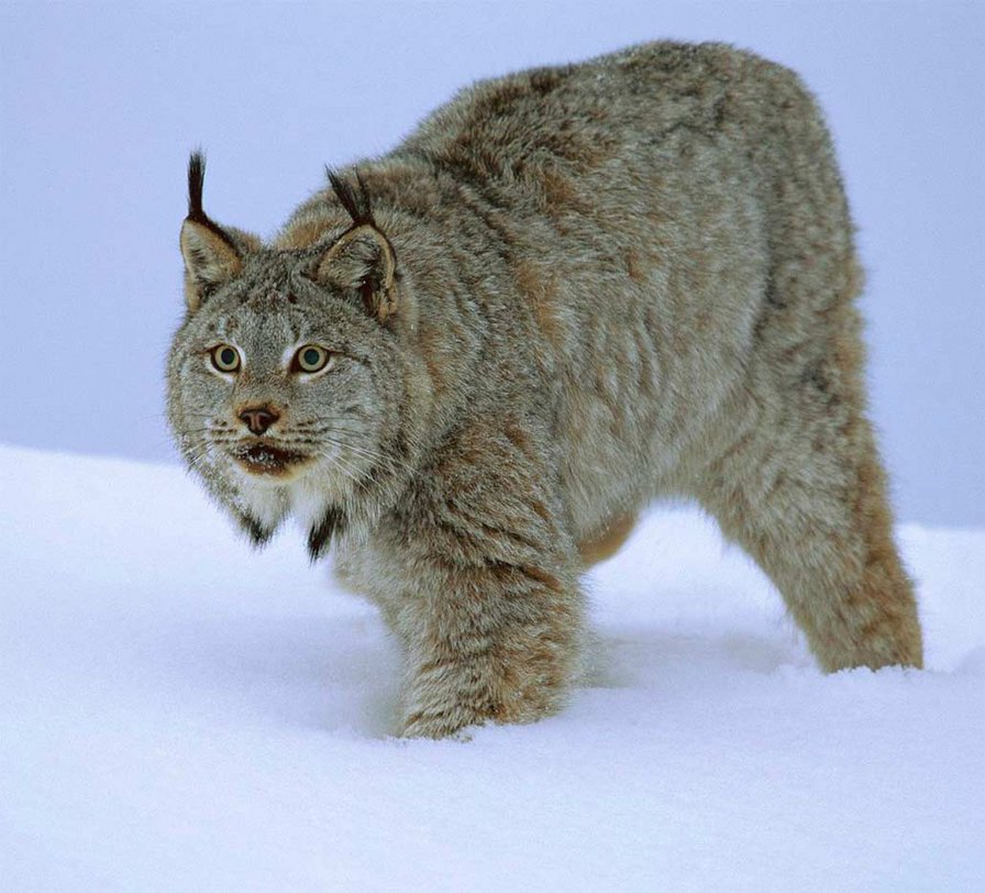 Рысь - животные, рысь, кошки - оригинал