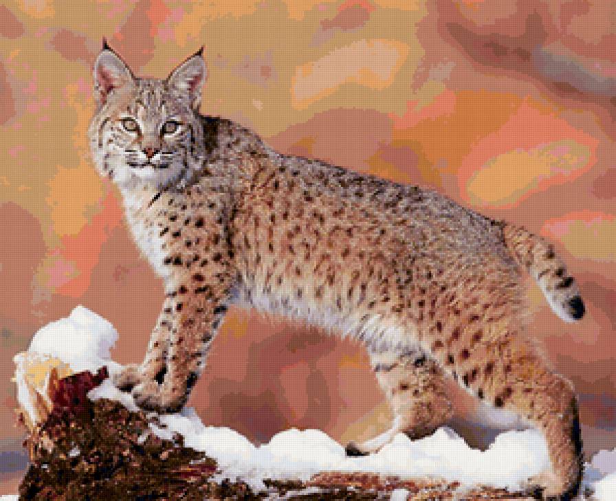 Рысь - кошки, животные, рысь - предпросмотр