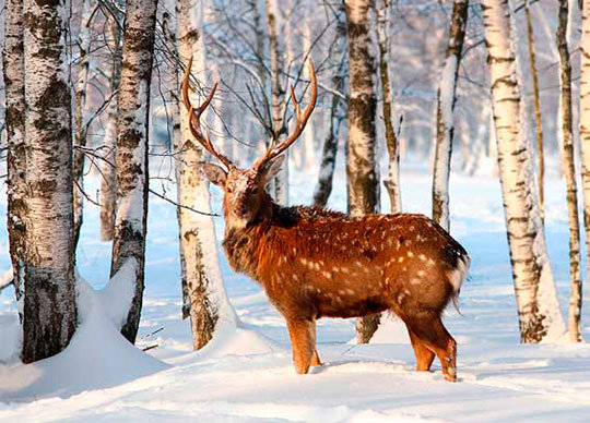 Вожак - олень - оригинал