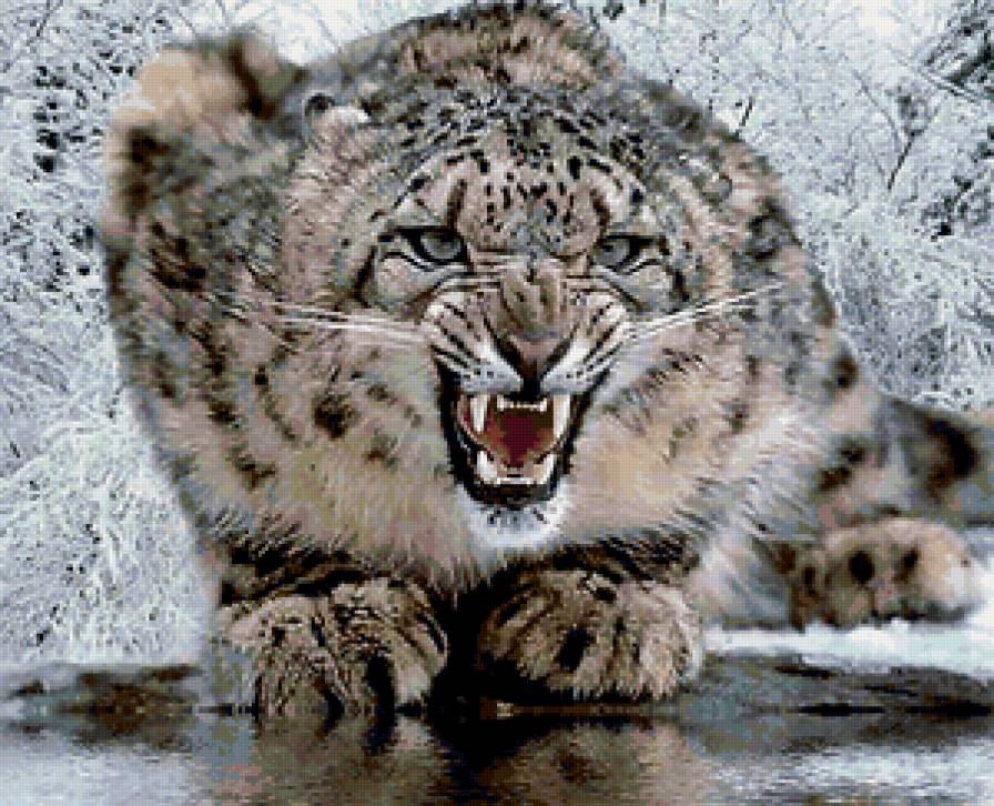 Хищник - кошки, барс, животные - предпросмотр