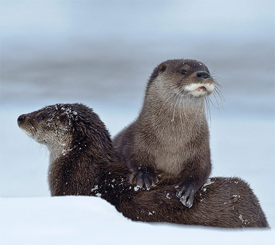 На отдыхе - выдры, животные - оригинал