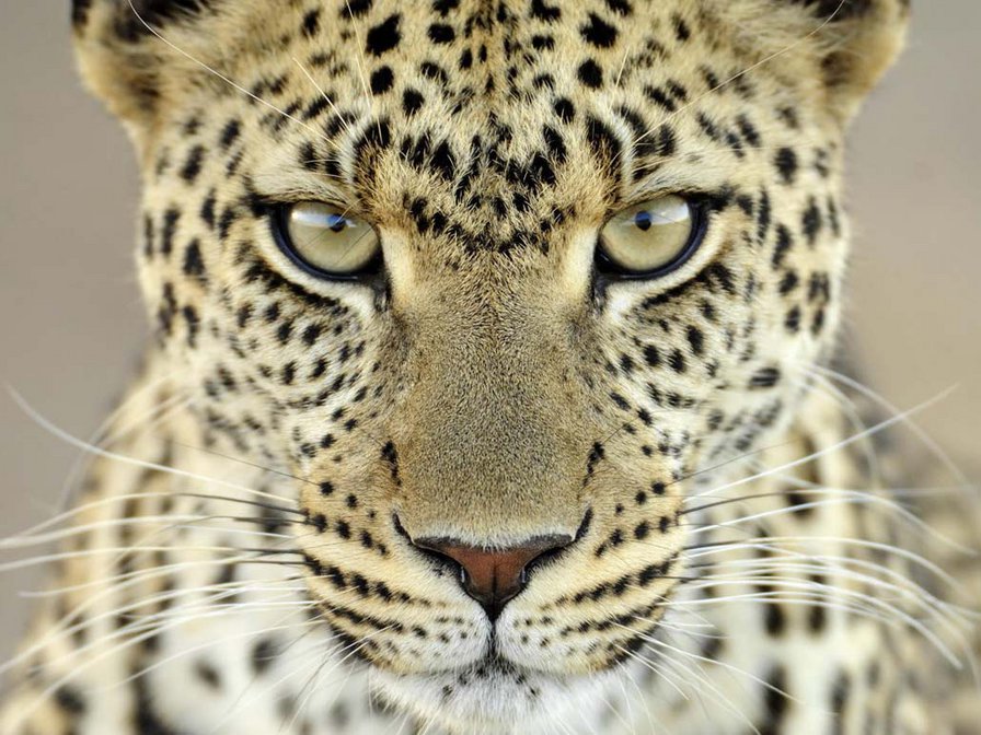 Взгляд - животные, кошки, леопарды - оригинал