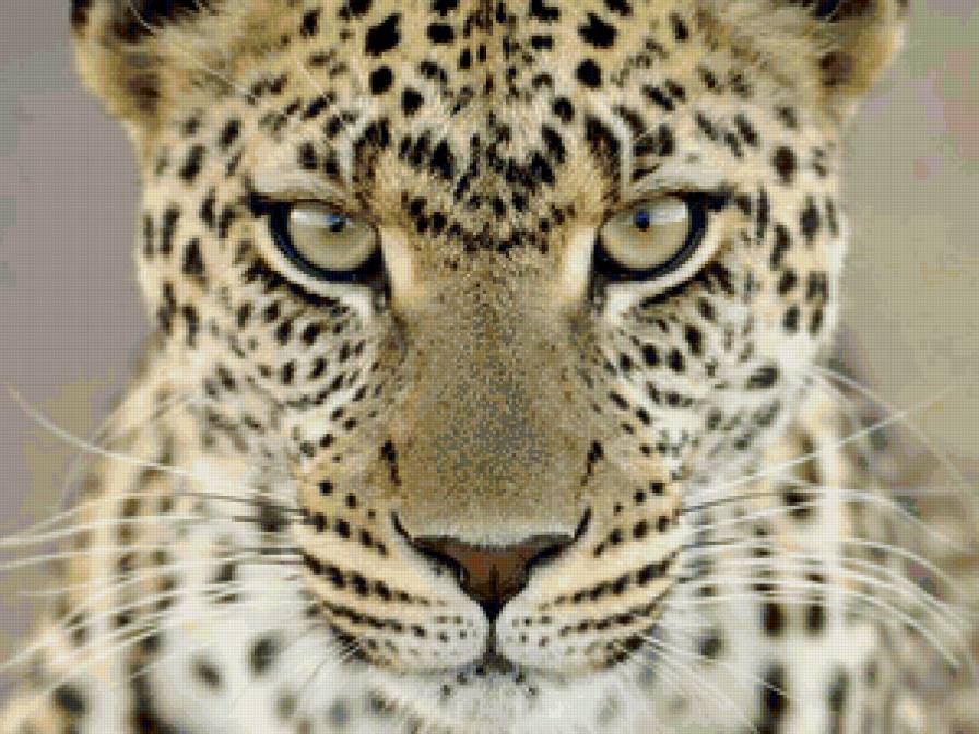 Взгляд - леопарды, кошки, животные - предпросмотр