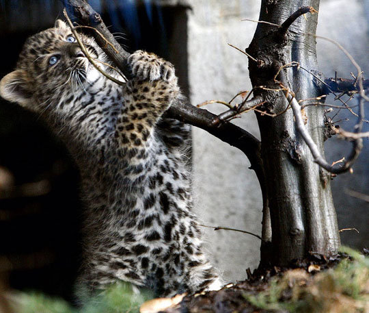 Забавный малыш - животные, леопарды, кошки - оригинал