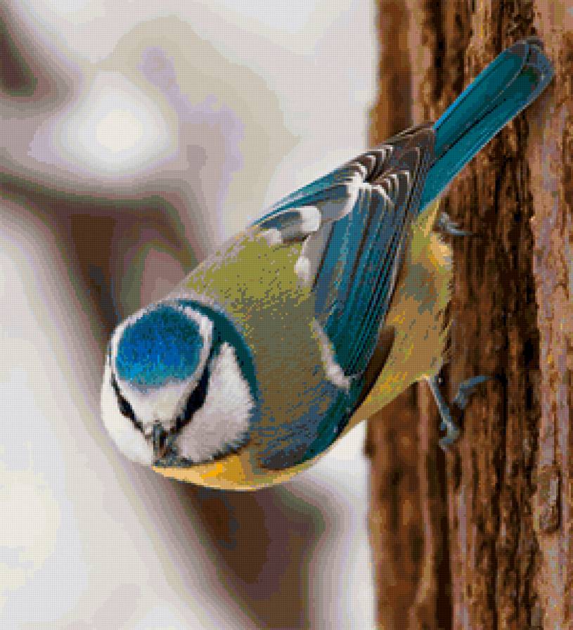 Синица - синичка, птицы - предпросмотр