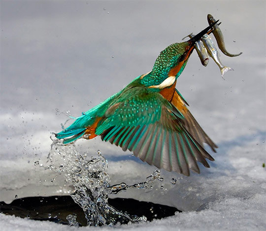 Зимородок - зимородок, птицы - оригинал