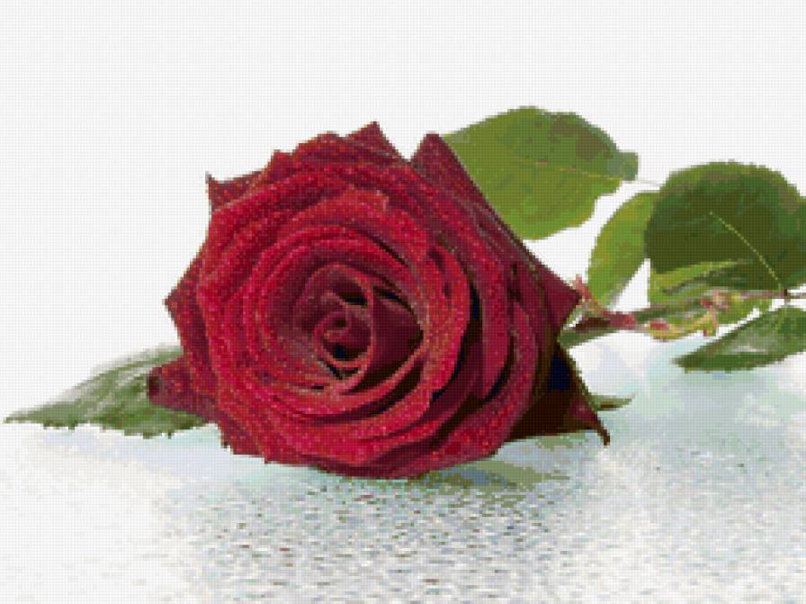 Красная роза - розы, цветы - предпросмотр