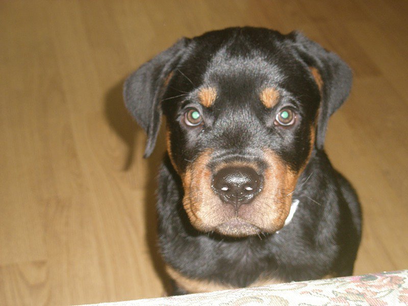 Щенок Ройка - собака - оригинал