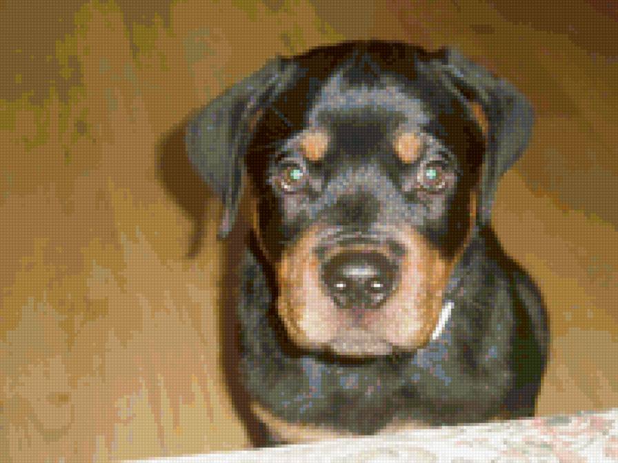 Щенок Ройка - собака - предпросмотр