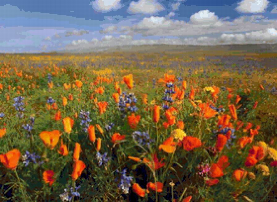 поля Алтая - цветы, поле, алтай - предпросмотр