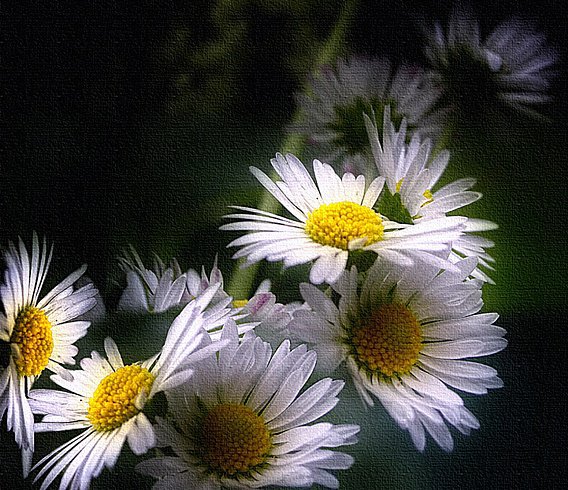 ромашки на черном - цветы - оригинал