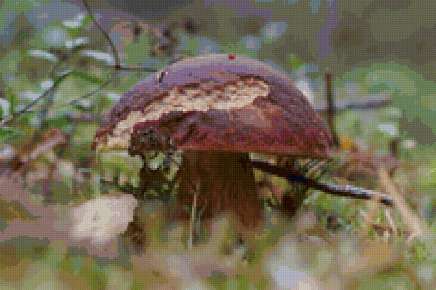 грибы - лето, грибы, лес - предпросмотр