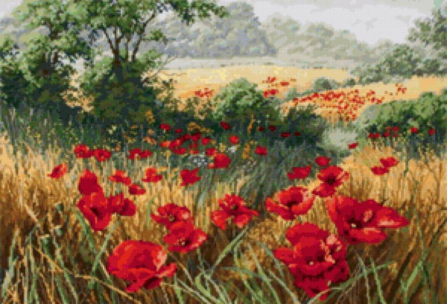 Поле маков - поле маков - предпросмотр