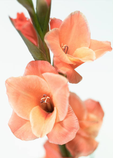 Гладиолус - цветы - оригинал