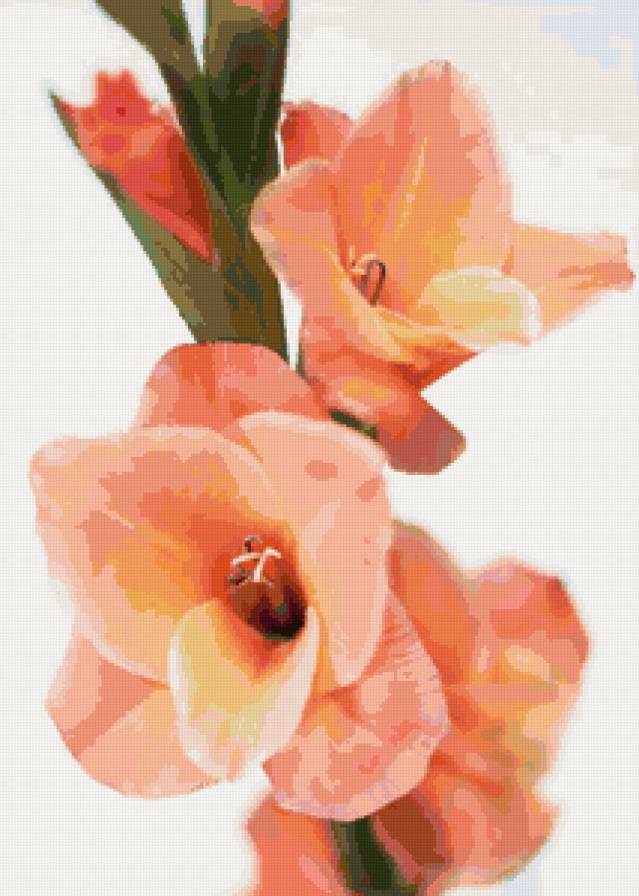 Гладиолус - цветы - предпросмотр