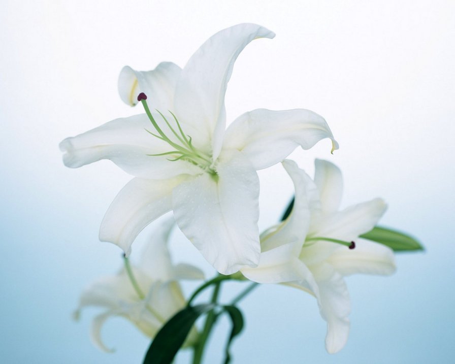 №91035 - цветы - оригинал