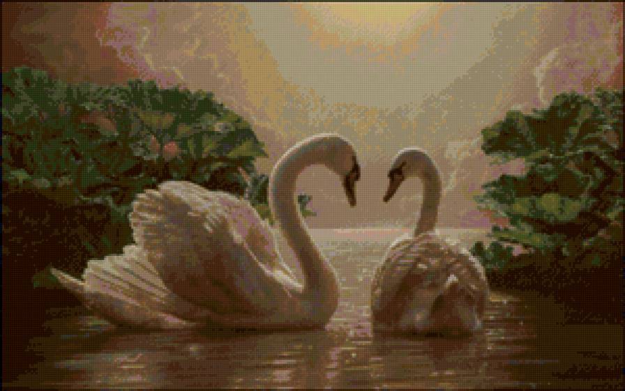 Два лебедя - любовь, вода, пара, птицы - предпросмотр