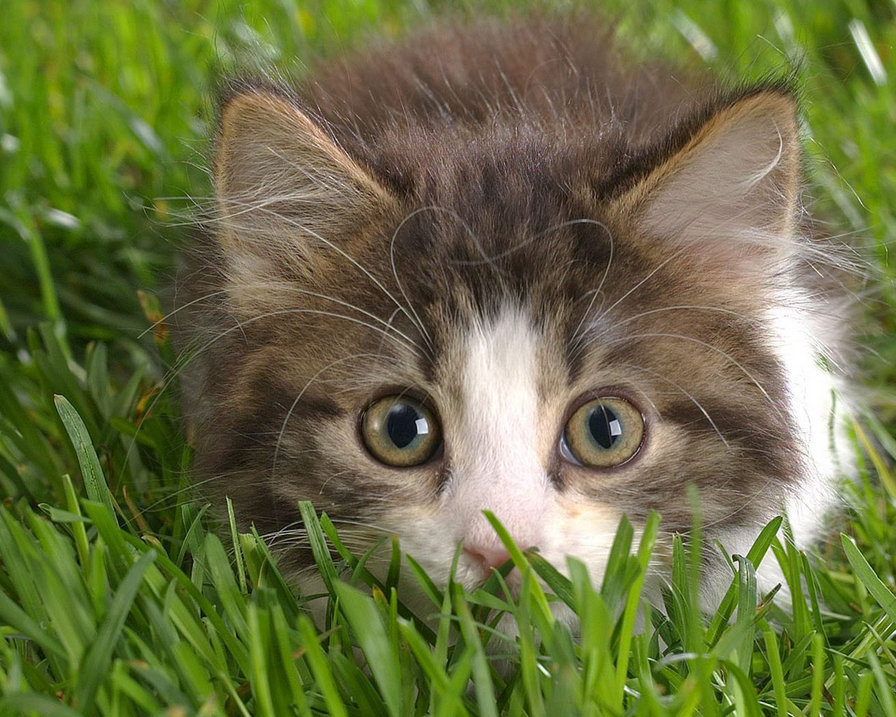 Котик в травке - котик, зеленое, котенок, коты, животные, травка - оригинал