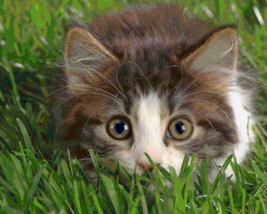 Котик в травке - котик, травка, зеленое, животные, котенок, коты - предпросмотр