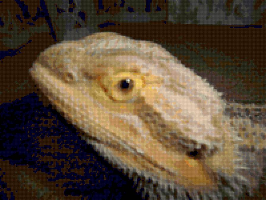 агуффка - ящерица - предпросмотр