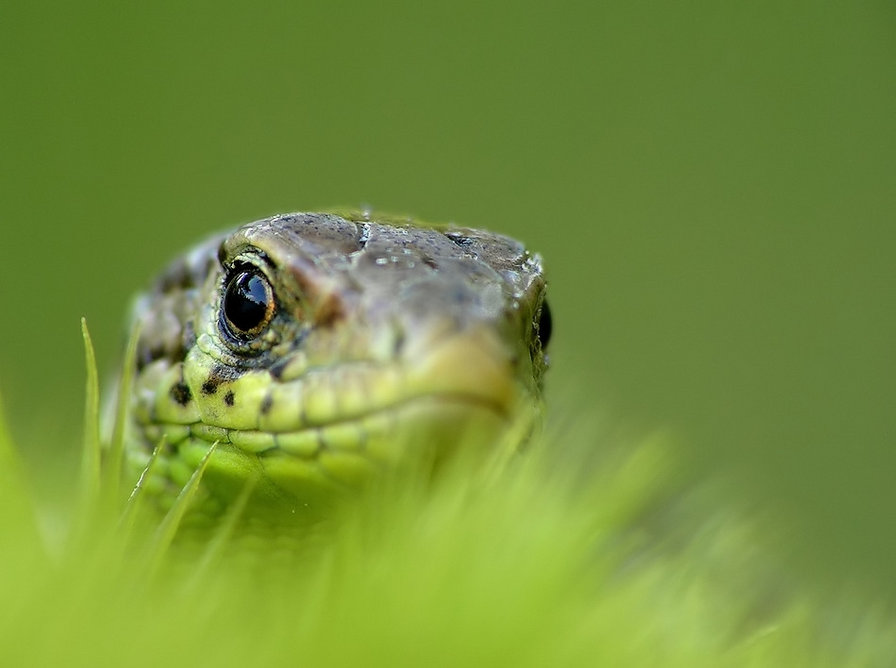 Ящурка - ящерица - оригинал