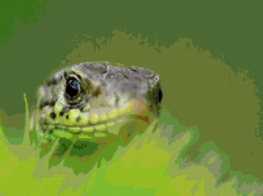 Ящурка - ящерица - предпросмотр