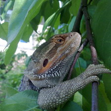 Схема вышивки «Агуша»