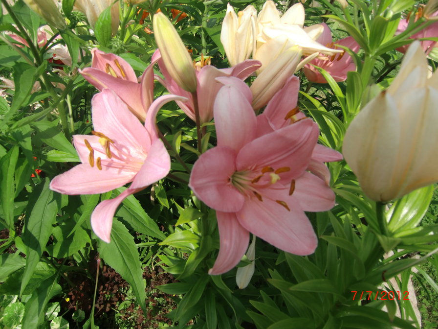 Лилии - оригинал