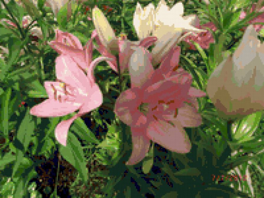 Лилии - предпросмотр