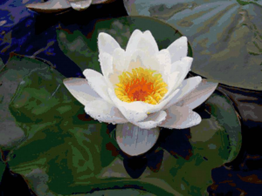 Кувшинка - цветы, вода, природа - предпросмотр