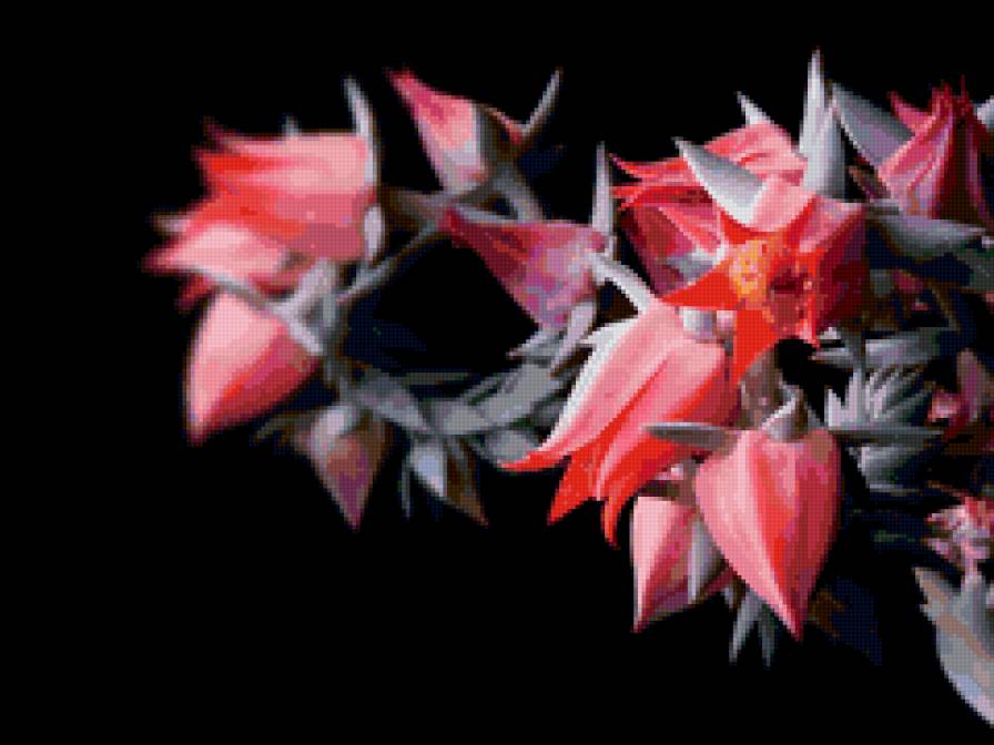 Цветок тайны - цветок - предпросмотр