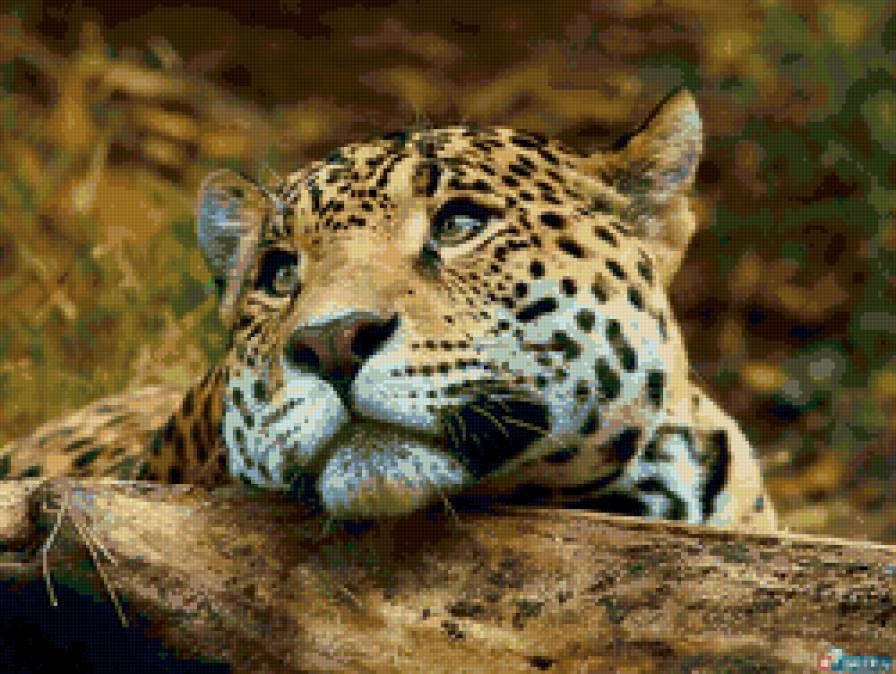 Леопард - отдых, кошка, леопард, животное - предпросмотр