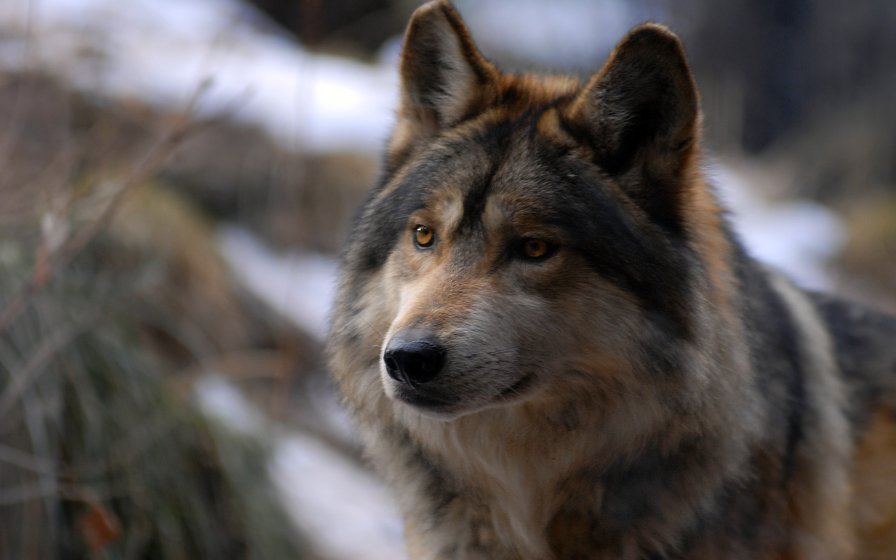 Зимний волк - волк зима животное - оригинал