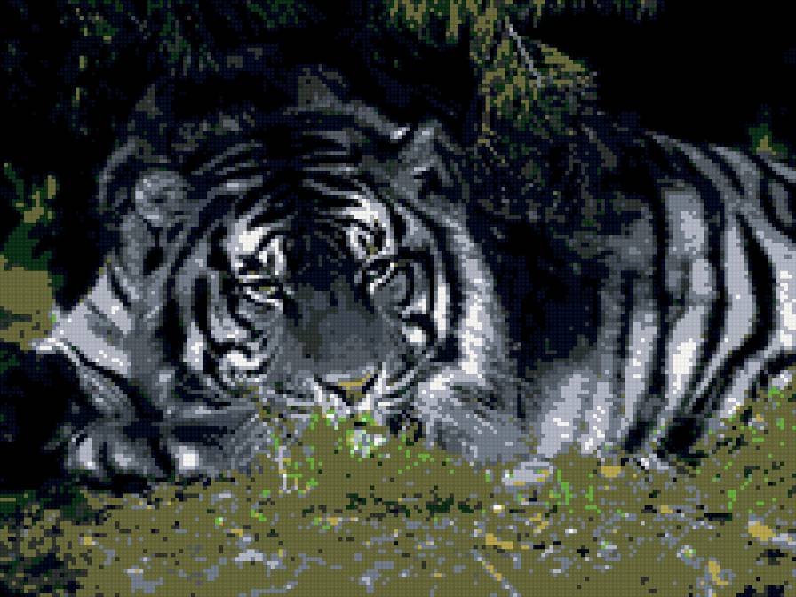 тигр - предпросмотр