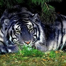 Схема вышивки «тигр»