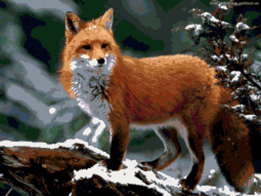 лиса - лиса, животные - предпросмотр