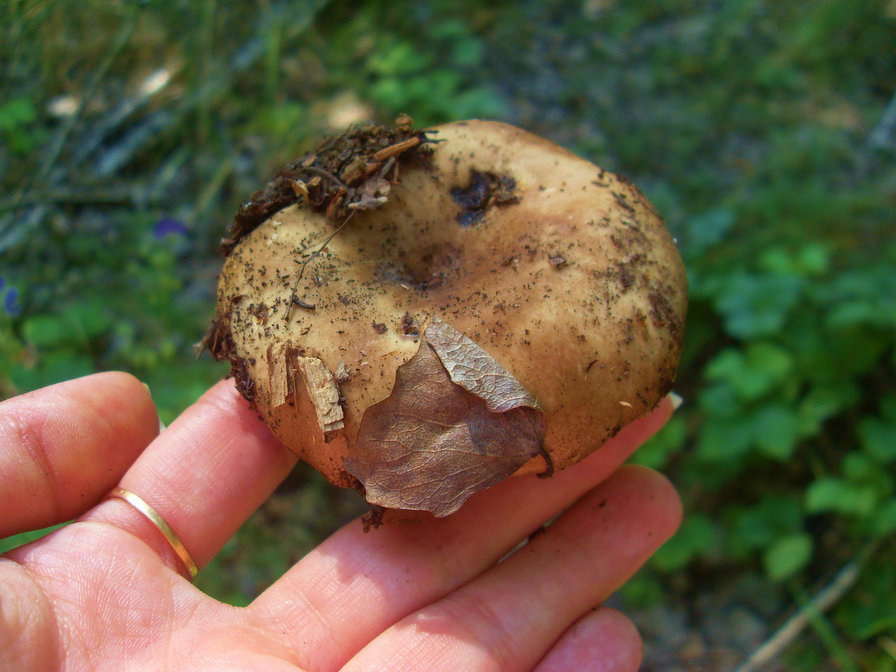 Грибок - оригинал