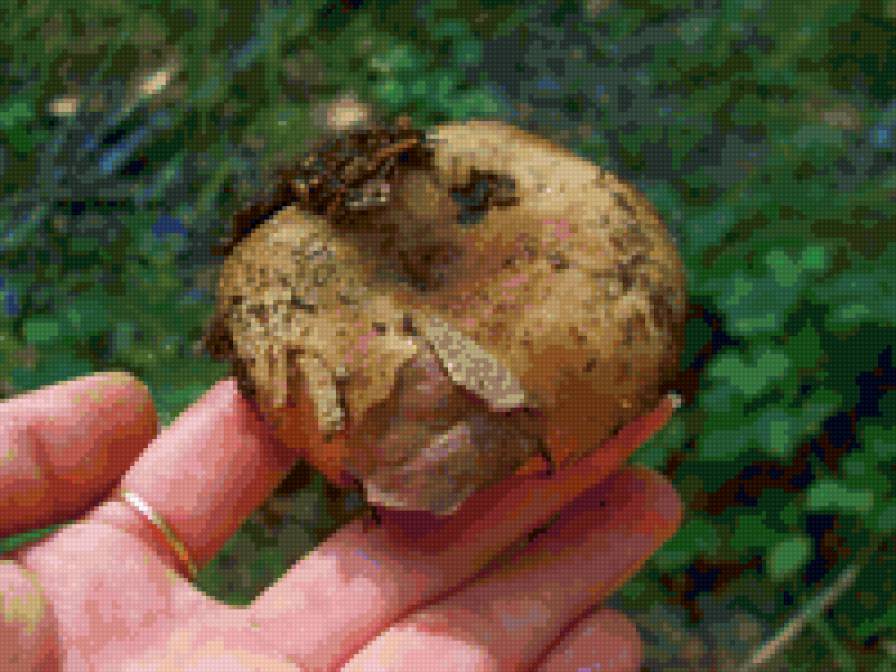 Грибок - предпросмотр