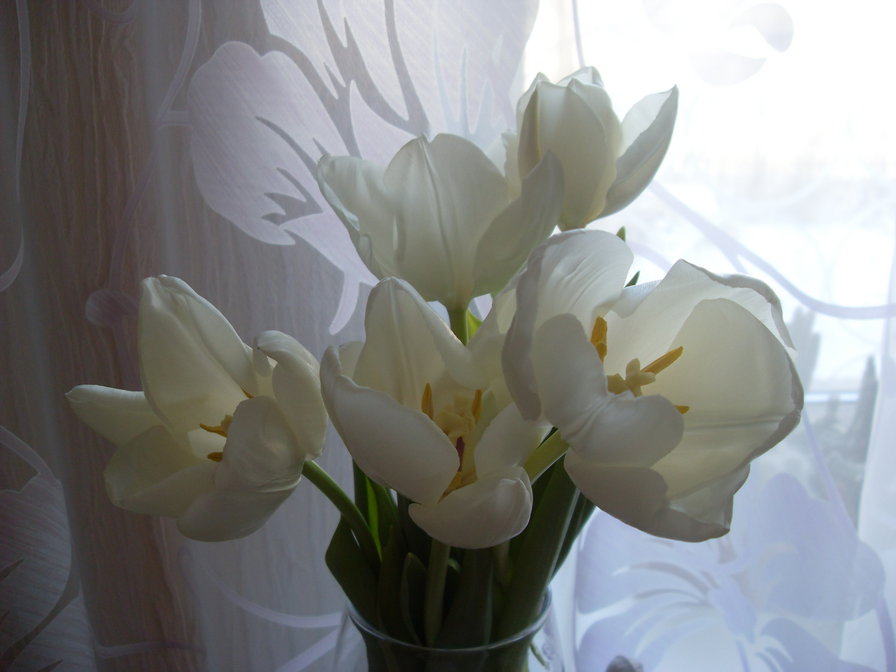 Тюльпанчики - оригинал