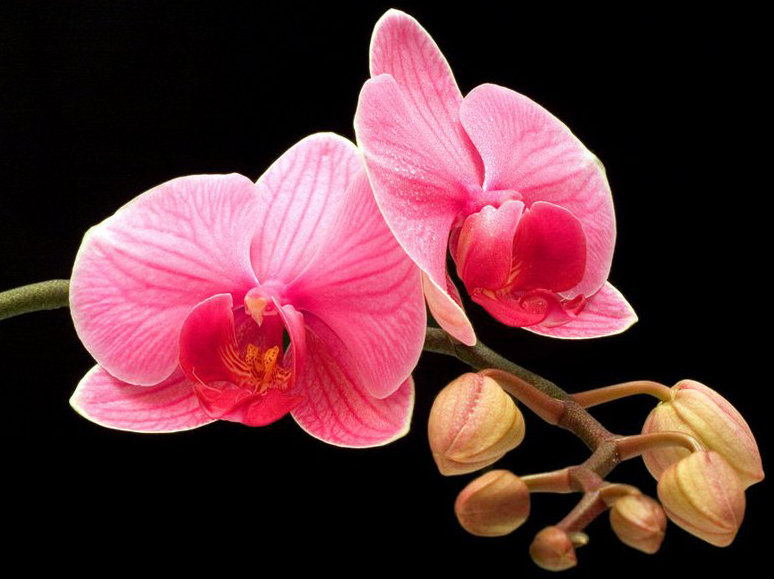 цветы - цветы - оригинал