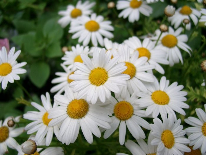 HJVFIRB=))))) - оригинал