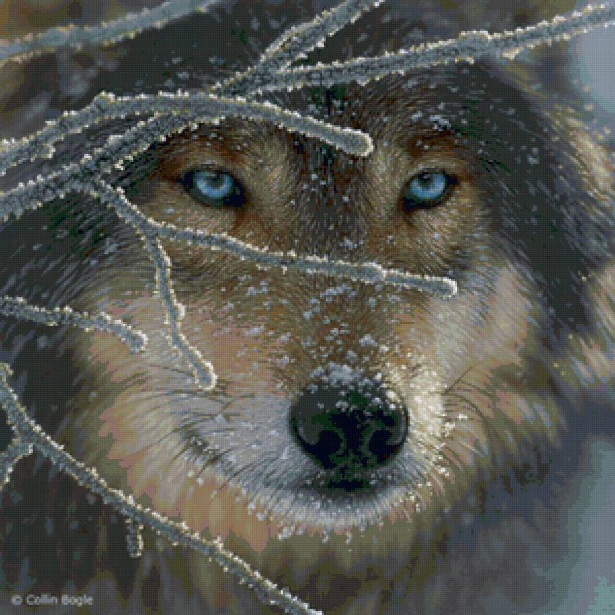 Серия "Волки" - волки, животные, зима - предпросмотр
