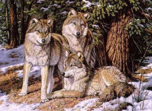 0026 - природа, волки, картина, красота, животные - оригинал