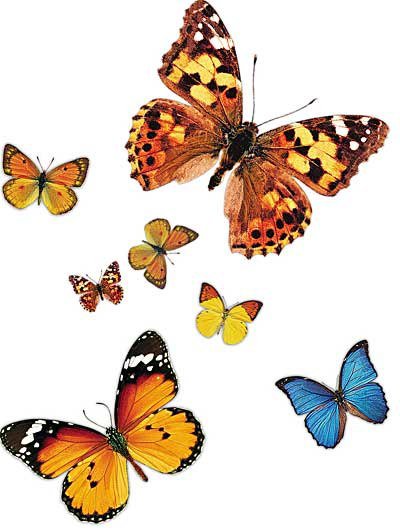 Бабочки - полет, для детей, бабочки, насекомые - оригинал