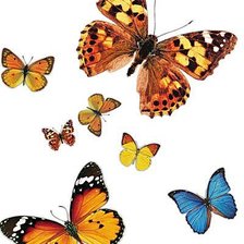 Оригинал схемы вышивки «Бабочки» (№92292)