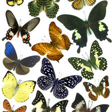 Оригинал схемы вышивки «Бабочки» (№92296)