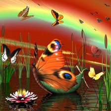 Бабочка на воде