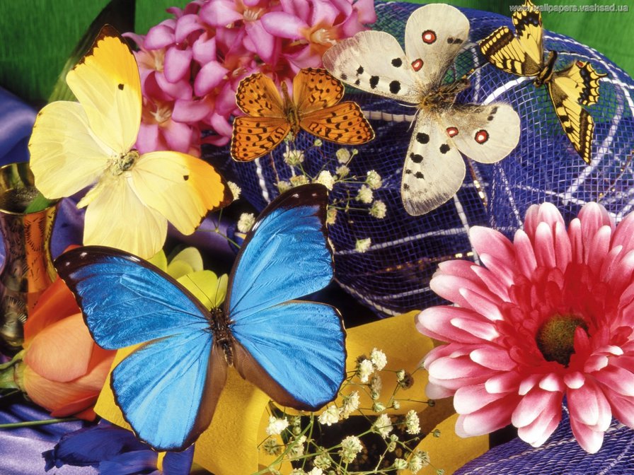 Бабочки - бабочка, природа, цветок, насекомое - оригинал