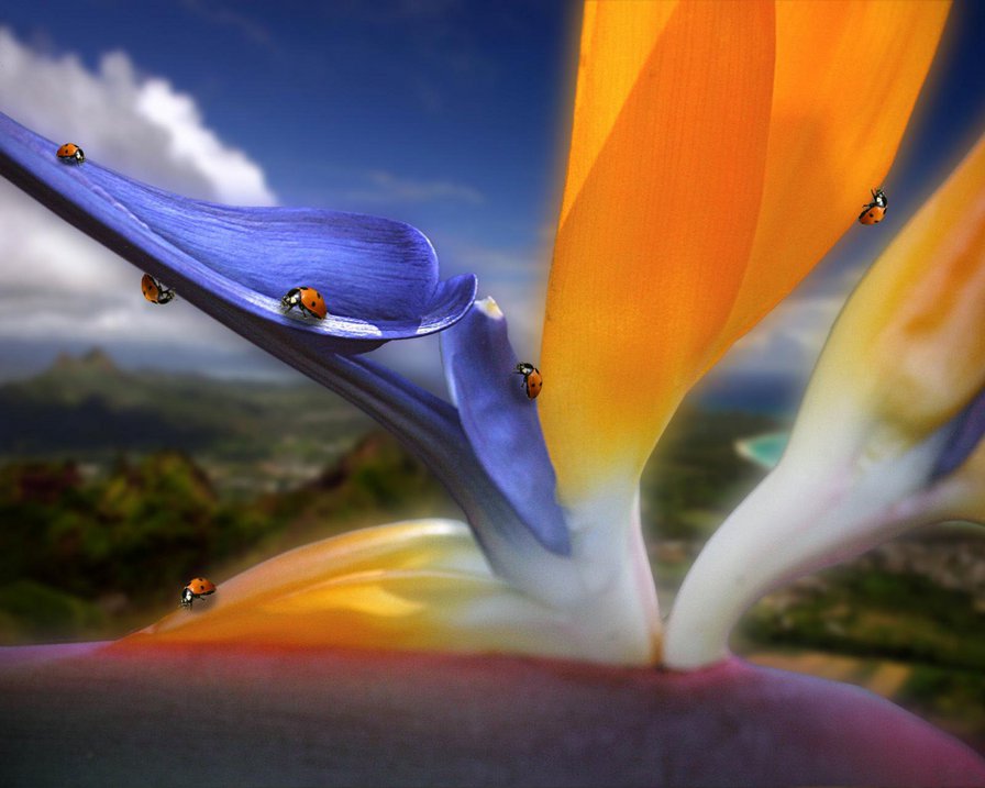 стрелиция - цветок, божья коровка - оригинал